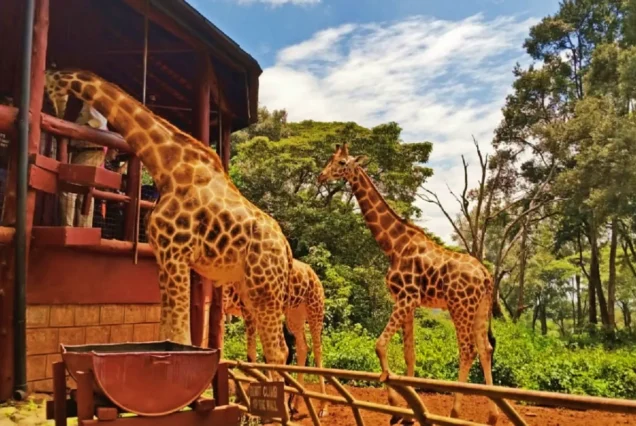Safari Bliss Kenya Weekly Departure